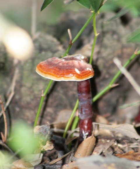 Ganoderma lucidum?